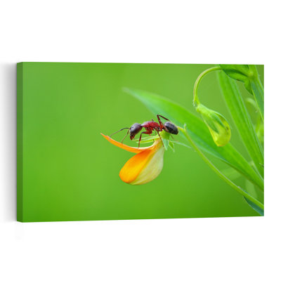 Red Ant On Orange Flower Vibrant Contemporary Ant Flower Nature Wall Art Print by Mustafa Ozturk - Print