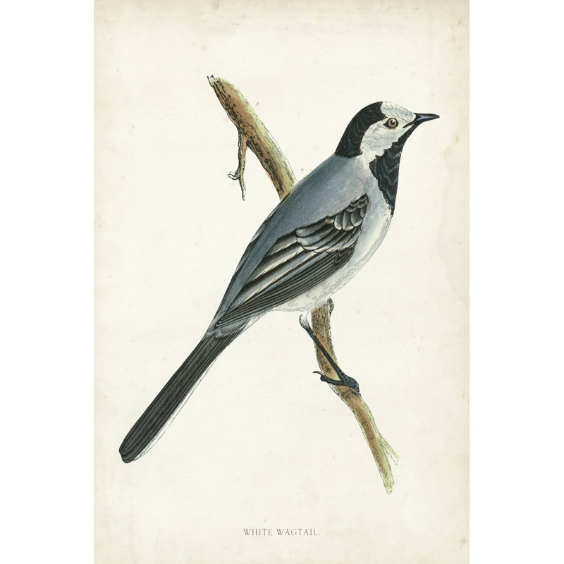 Morris White Wagtail by Morris - Wrapped Canvas Print, 46cm H x 30cm W