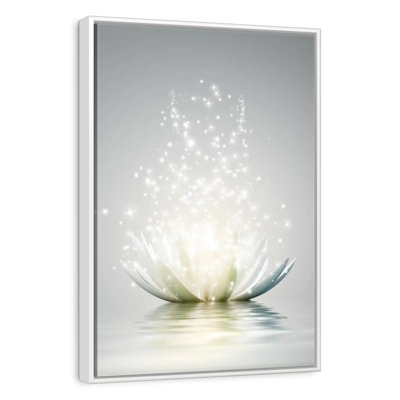 Lotus scintillant