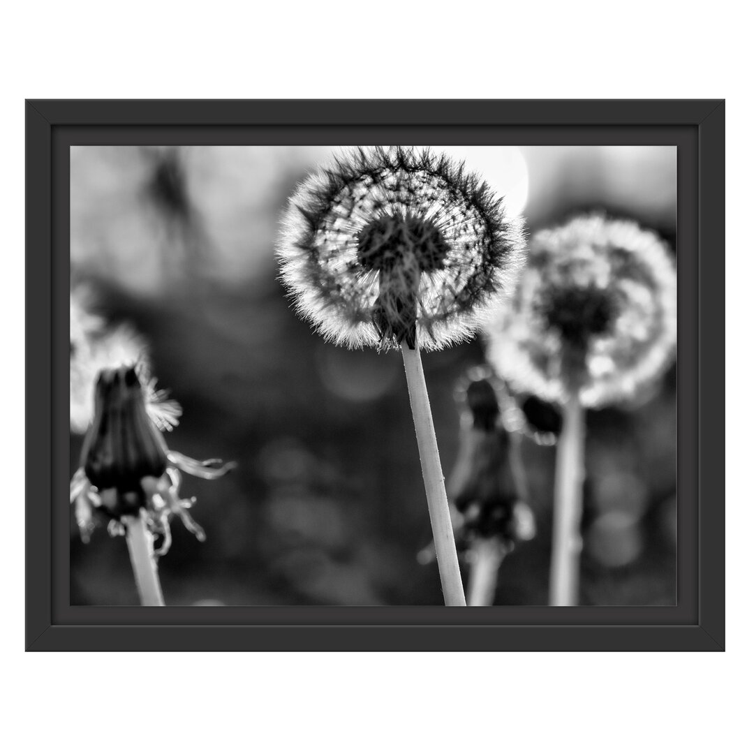 Gerahmtes Wandbild Pusteblume