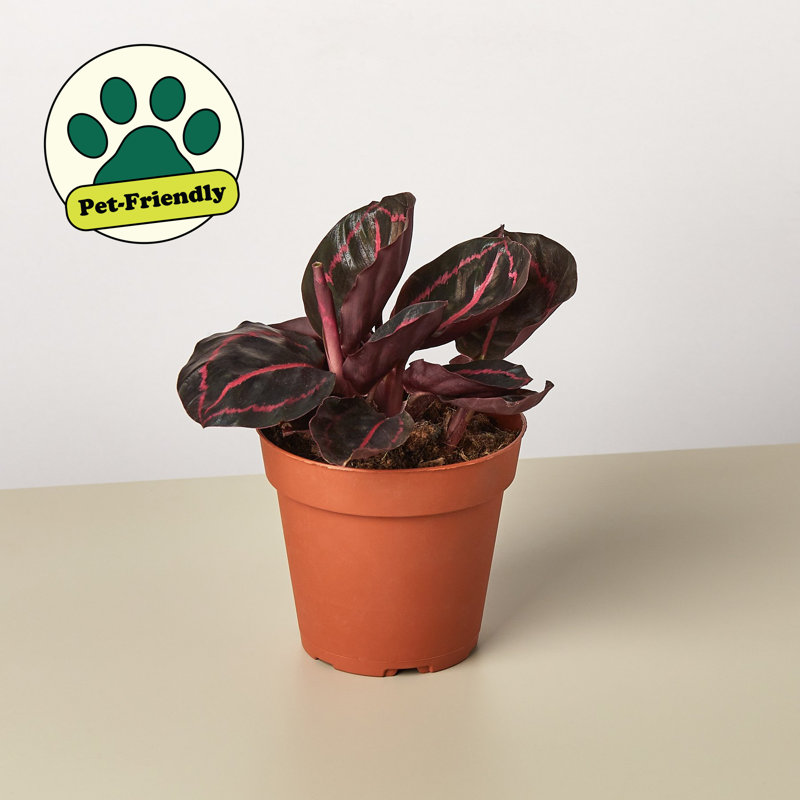 House Plant Shop Live Foliage Plant Low Maintenance Plant Rattan