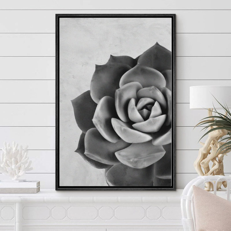 Gros plan sur des plantes florales grises en niveaux de gris, photographie du sud-ouest, noir et blanc, Noir
