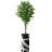 75'' Faux Ficus Tree in Pot-87037057