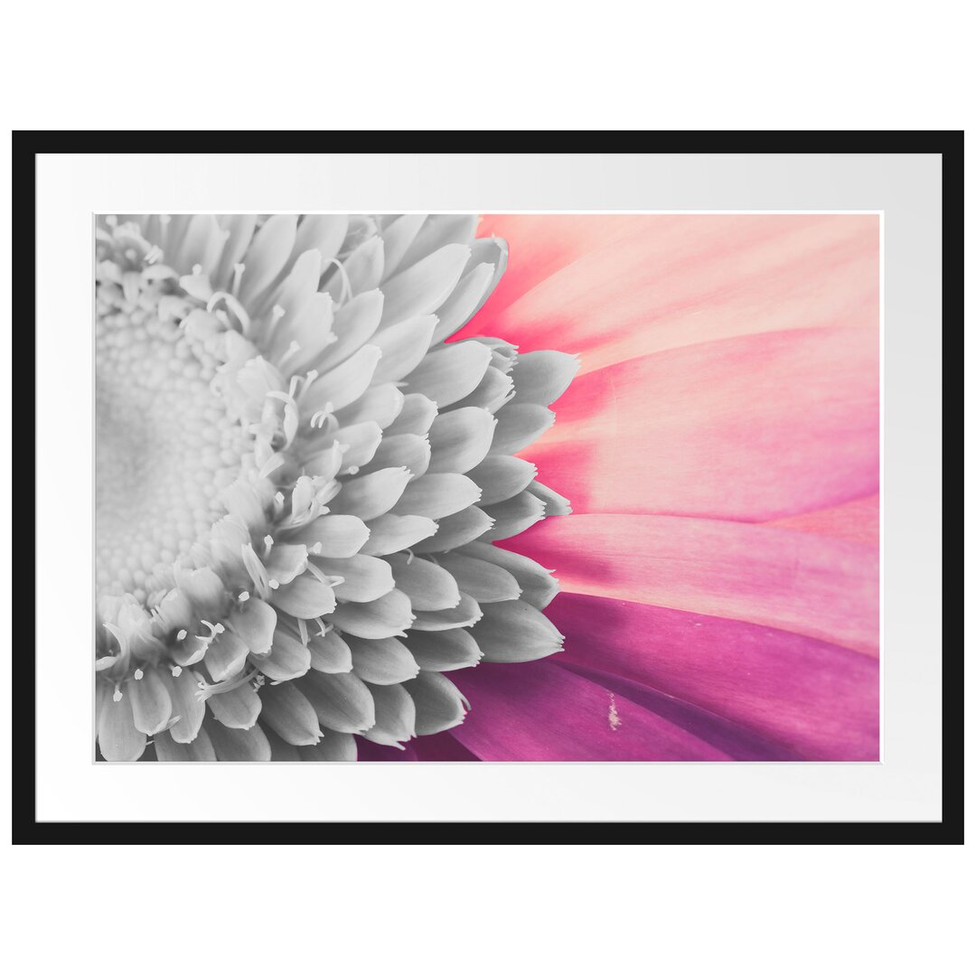 Gerahmtes Poster Atemberaubende Gerbera Blüte