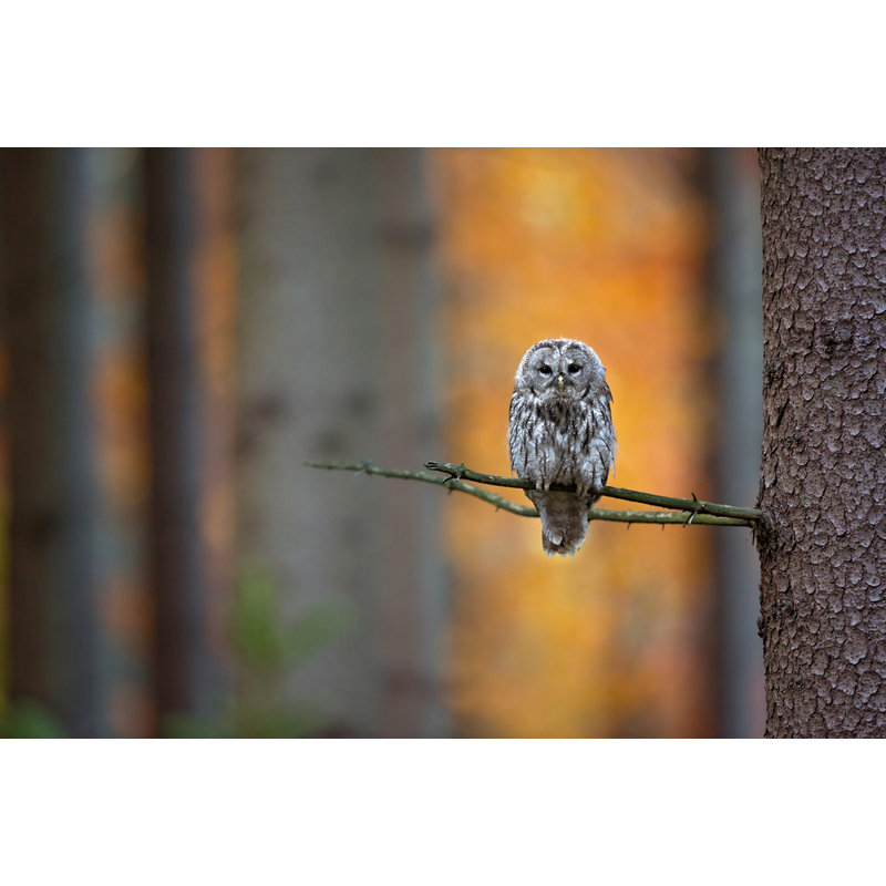 Wrapped Canvas Print, 50.8 cm H x 76.2 cm W
