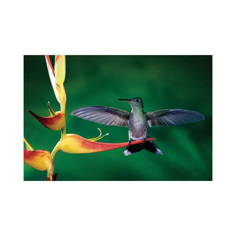Scaly-Breasted Hummingbird Near A Heliconia Flower In Rainforest, Costa Rica 1 Piece Wrapped Canvas Wall Art