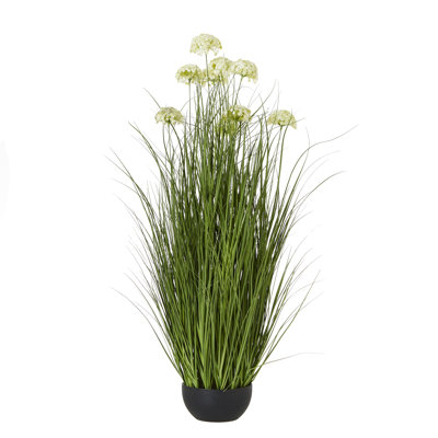 Andaiye 70cm Plant in Pot