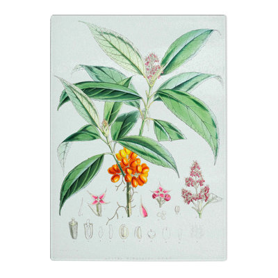 Tempered Glass Himalayan Flowers Illustrations by W. H. Fitch Chopping Board