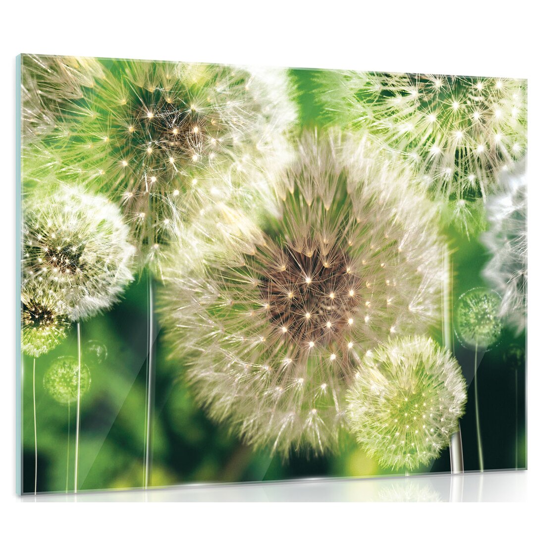 Glasbild Pusteblumen