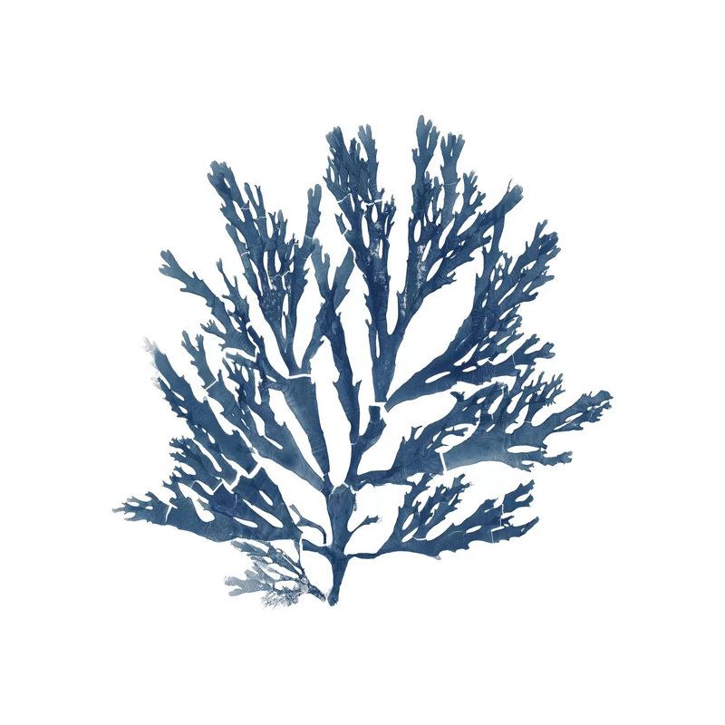 Pacific Sea Mosses Blue On White I by Wild Apple Portfolio - Wrapped Canvas Print, 30.48 cm H x 30.48 cm W
