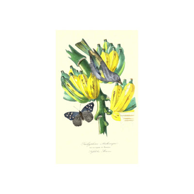 Finch on Bunch of Bananas par Porter Design - impression sur toile tendue