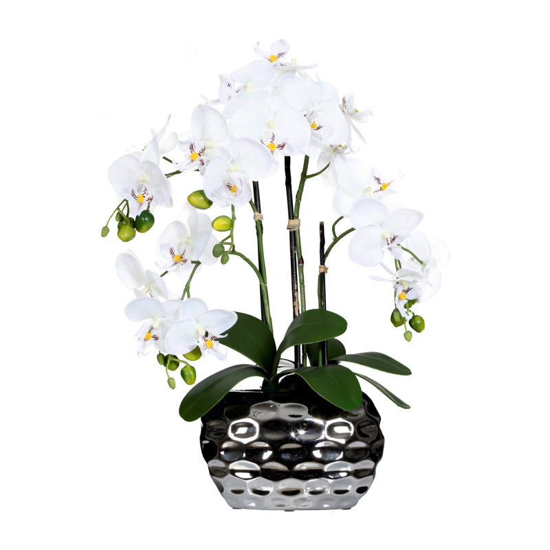 Phalaenopsis Arrangement in Vase