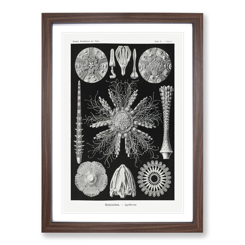 Echinoida Sea Urchin Vol.2 by Ernst Haeckel - Picture Frame Graphic Art, 48cm H x 36cm W x 2cm D, Walnut Framed
