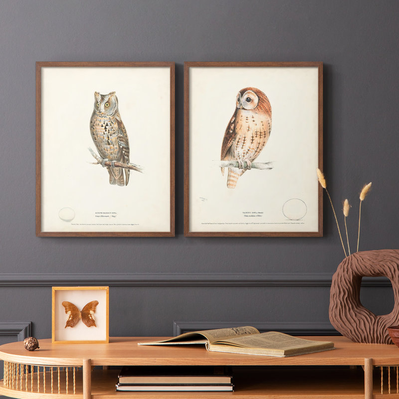 Scops Eared Owl - reproduction encadrée de qualité supérieure - prête à être accrochée - aucun clou requis - aucun clou requis