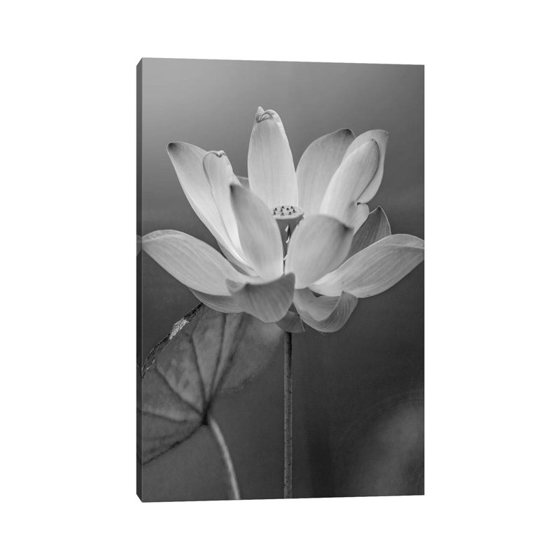 Sacred Lotus Flower, Native to Asia 1 Piece Wrapped Canvas Wall Art, 66.04 cm H x 45.72 cm W x 1.91 cm D