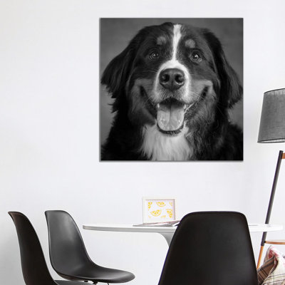 Portrait Of Bernese Mountain Dog - Wrapped Canvas Print