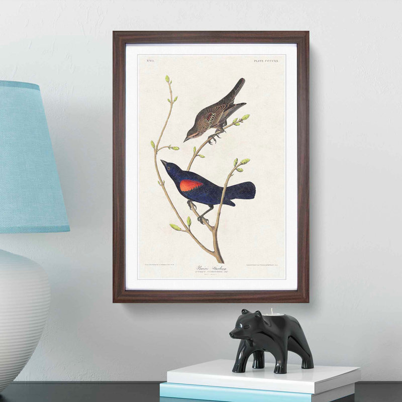 Prairie Starling Bird by John Audubon - Picture Frame Painting Print, 36cm H x 27cm W x 2cm D, Walnut Framed
