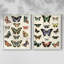 Impression encadrée Flutterbys I-Premium - prête à être accrochée - aucun clou requis - aucun clou requis-1014106689-1014106700