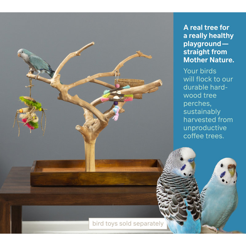Medium Natural Brown Coffeawood Tabletop Bird Playstand