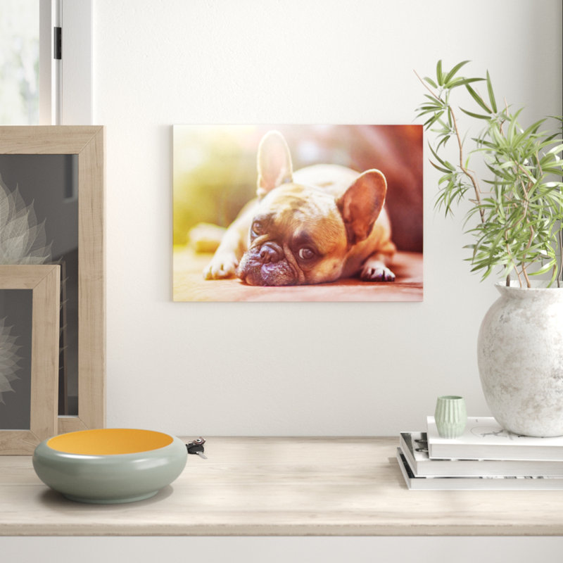 Resting French Bulldog Dog - Frameless Print, 42 x 59.4cm