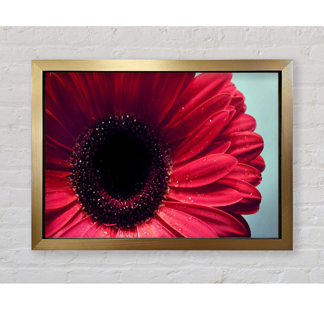 Gerbera Flower Deep Red - Einzelner Bilderrahmen Kunstdrucke