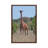 Reticulated Giraffe Frontal by Elmar Weiss - Print on Canvas-1140328903-1140328904