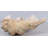 Calyce Clam Sea Shell Life Size Statue