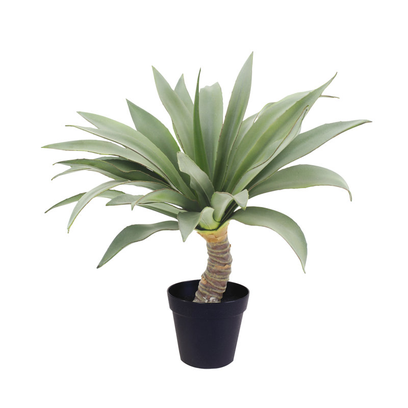 54cm Yucca Plant in Planter