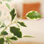 Adagio faux ficus avec pot de fleurs ovale blanc-281288367