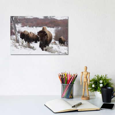 Bison Herd On The Move by Ken Archer - Wrapped Canvas Print