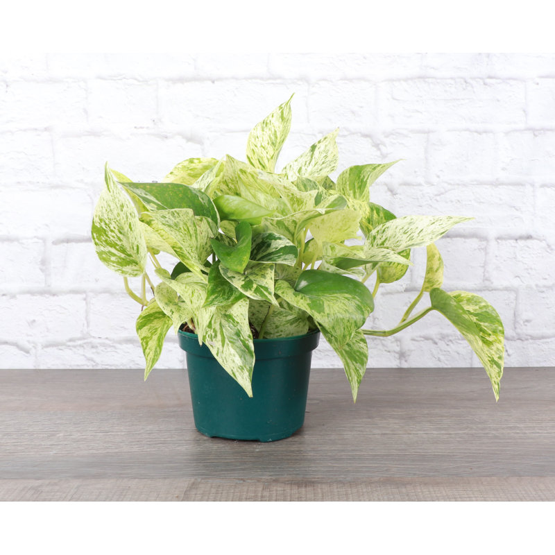 Live Marble Queen Pothos Plant,  10"" H X 6"" W X 6"" D