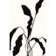 Silhouetted Flower 2 Print by Hable Construction-709503836