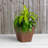 Alaunah Pot Planter-840690750-840690747