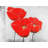 Three Poppies - Office Botanical Framed Canvas | Home Decor
