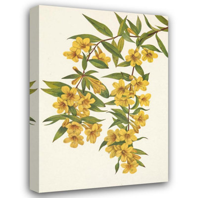 "Carolina Jessamine Evergreen Jasmine" by  Mary Vaux Walcott - Gallery Wrap Canvas Wall Art