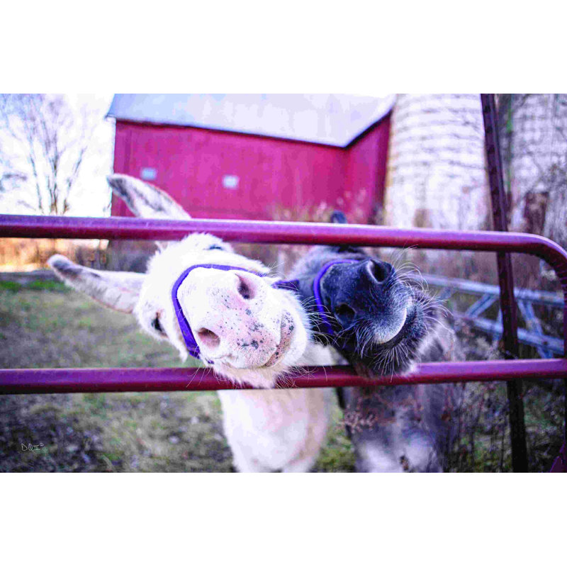 «Hey Donkeys II», L 12 po x H 8 po