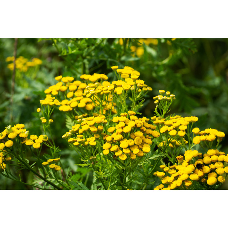 " Tansy Tanacetum Vulgare " by Derketta, 12" H x 18" W