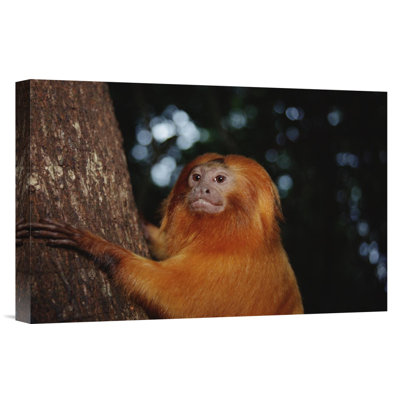 " Golden Lion Tamarin, Poco Das Antas Reserve, Atlantic Forest, Brazil "