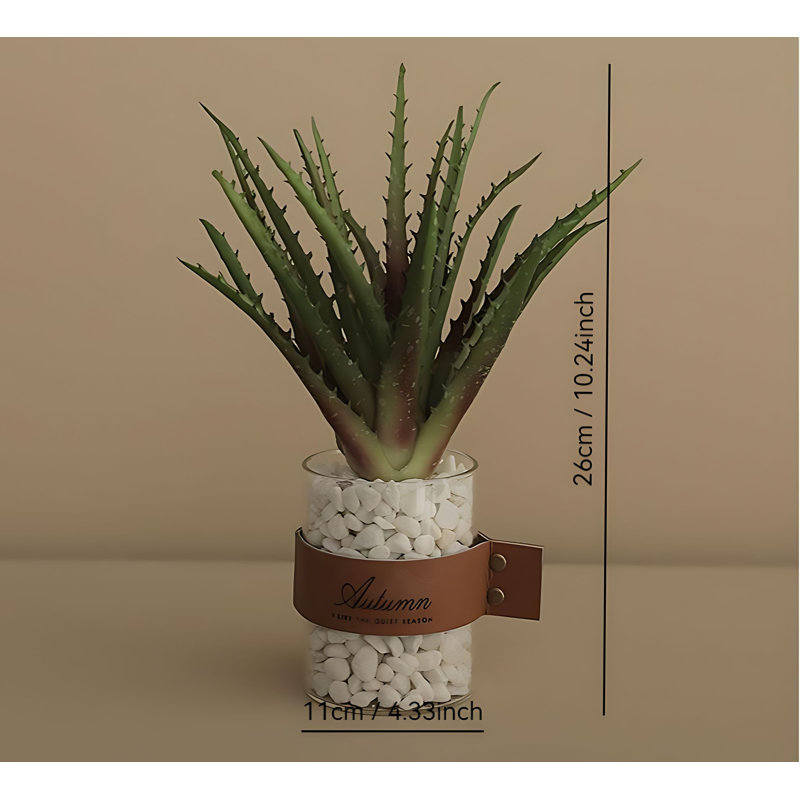 Plante grasse de 10,23 po