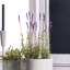 Arrangement floral lavande française en pot