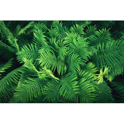 Fern Background - Wrapped Canvas Print