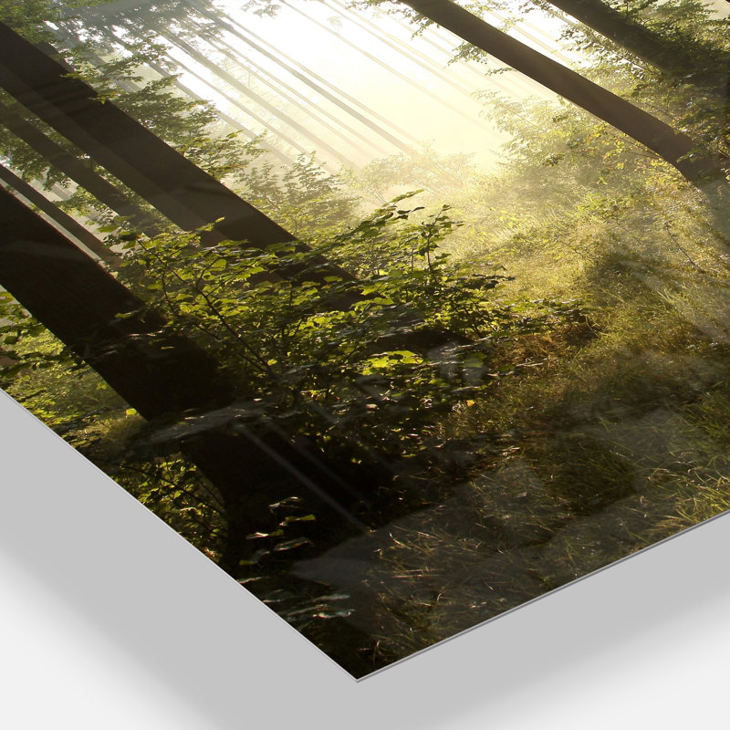 «Early Morning Sun in Misty Forest», reproduction de photo sur toile, H 8 po x l 12 po x P 1 po, Toile tendue