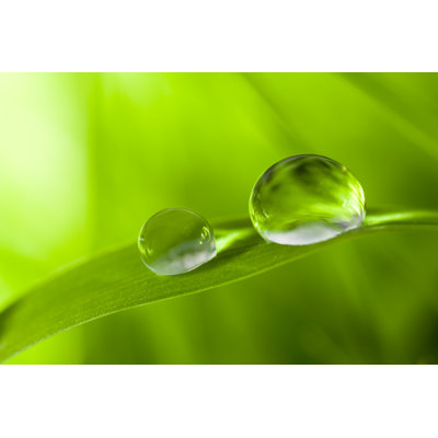 " Dew Drop "