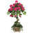Bougainvillea Topiary with Wood Planter
