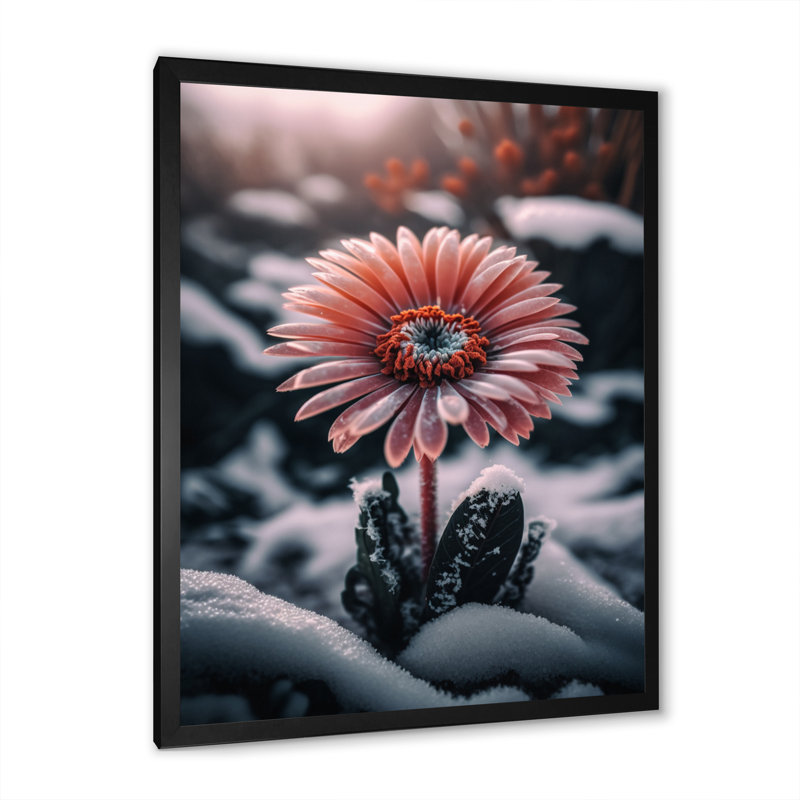 Une fleur de gerbera rose en hiver II - impression sur toile, Cadre d'angle fermé noir, H 40 po x l 30 po x P 1,5 po