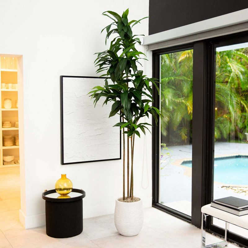108'' Faux Dracaena Tree in Pot Liner