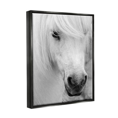 Elegant Horse Stallion - Floater Frame Photograph on Canvas