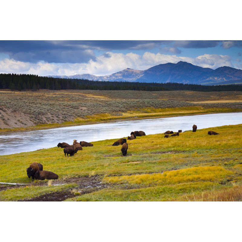 Wild Bison par Jamesbrey, H 8 po x l 12 po