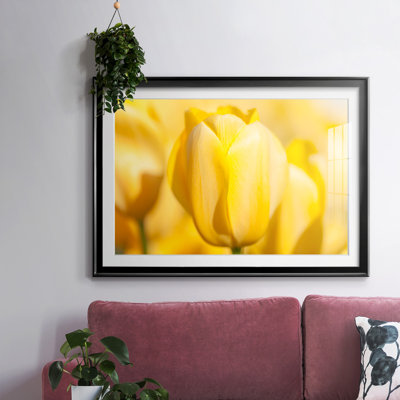 " Sunshine Yellow II "