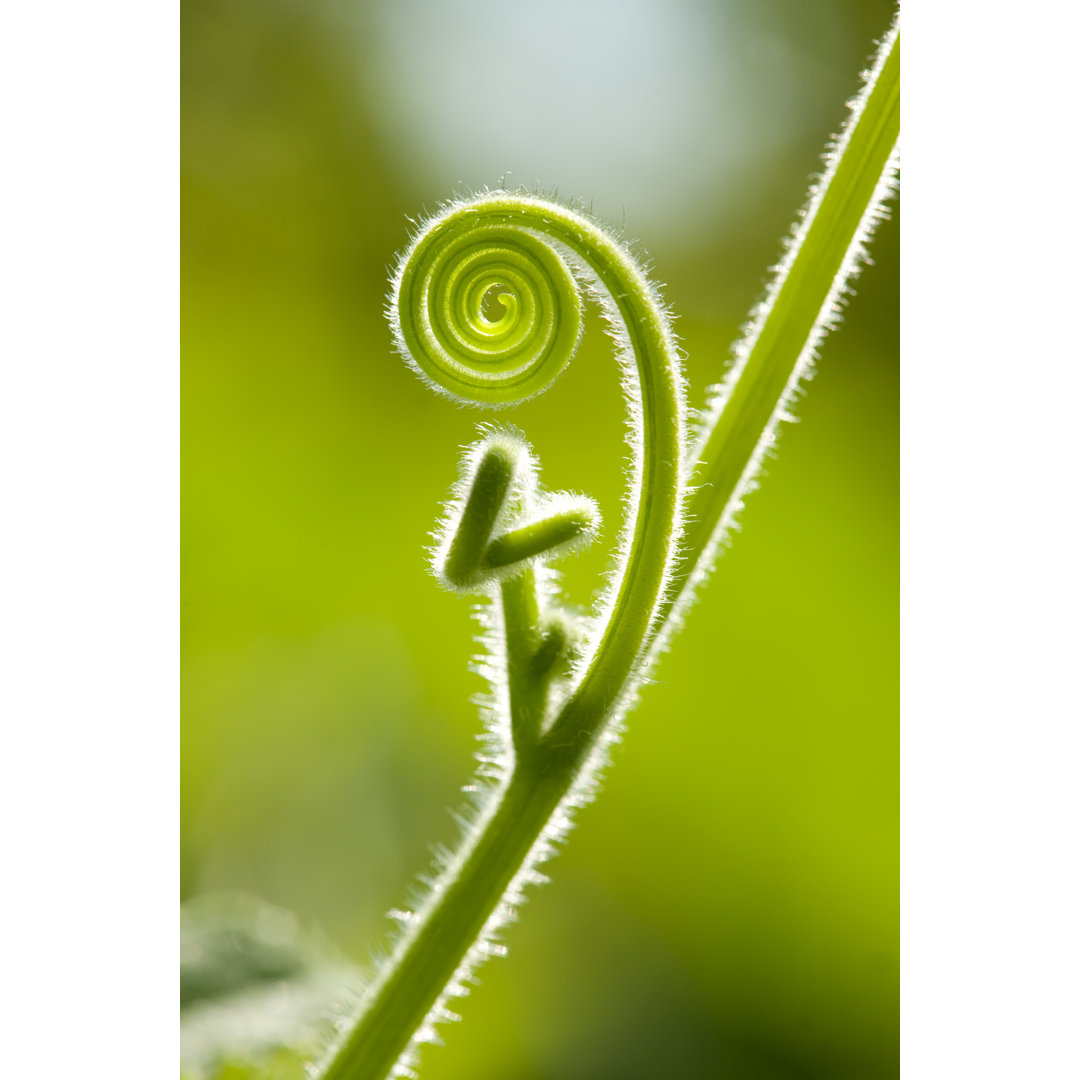 Tendril von Lindarocks - Leinwandbild